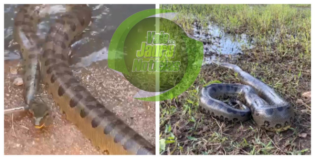 Sucuri de 3,5 metros é encontrada em córrego de Várzea Grande e solta na Transpantaneira
