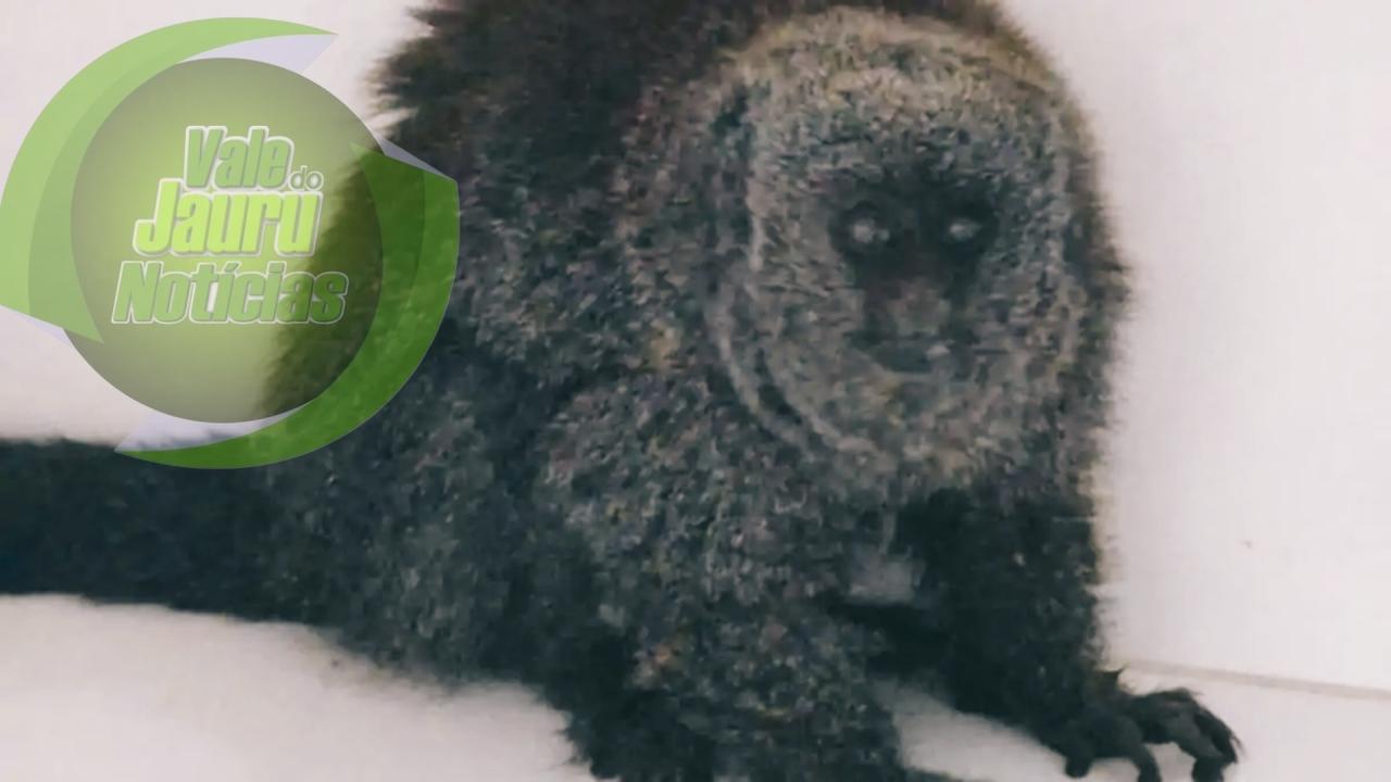 Você já viu um zogue-zogue? Animal foi resgatado em Mato Grosso