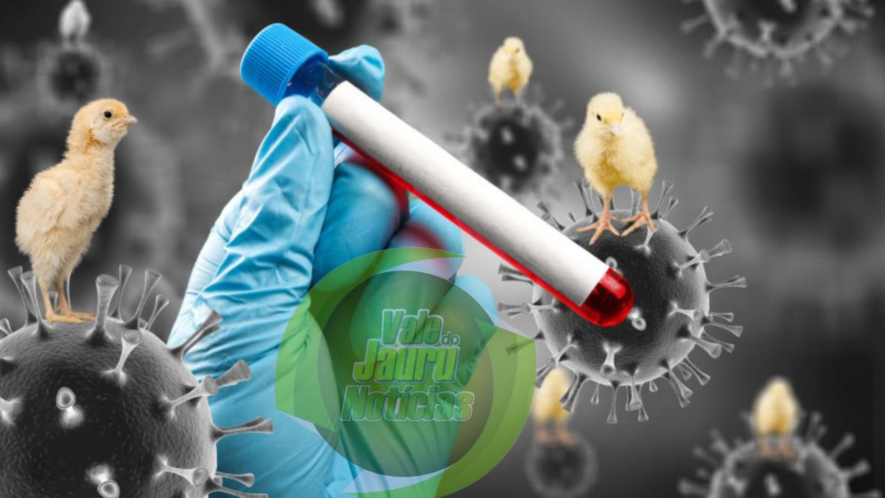 Agricultura confirma mais um caso de gripe aviária em ave silvestre. Cáceres aparece na lista