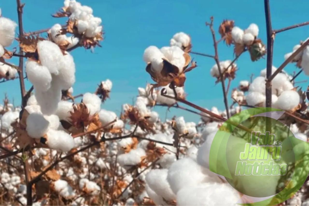 Exportação de algodão mato-grossense deve atingir aumento de quase 80%