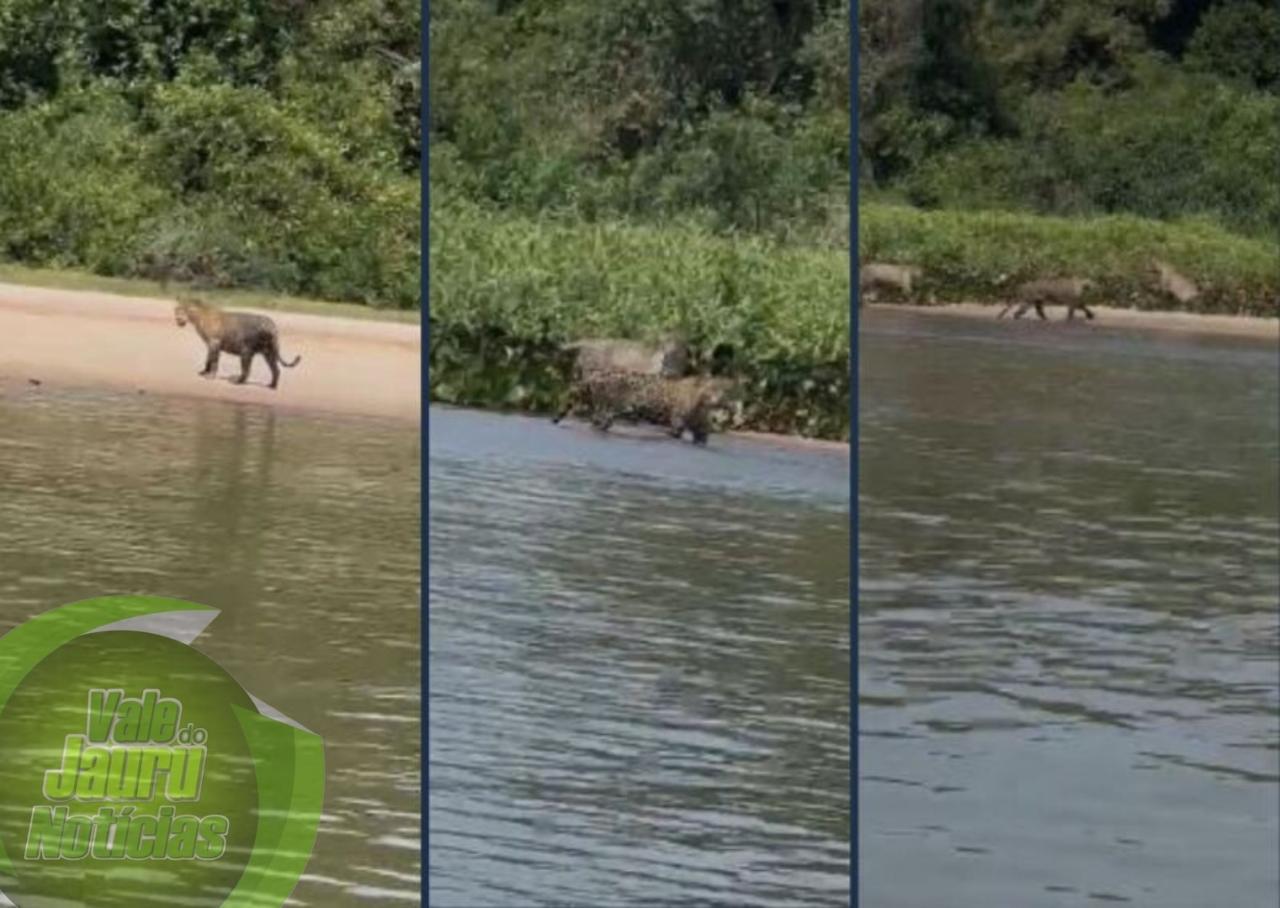 Família de onças-pintadas posa para turistas na praia do Julião em Cáceres