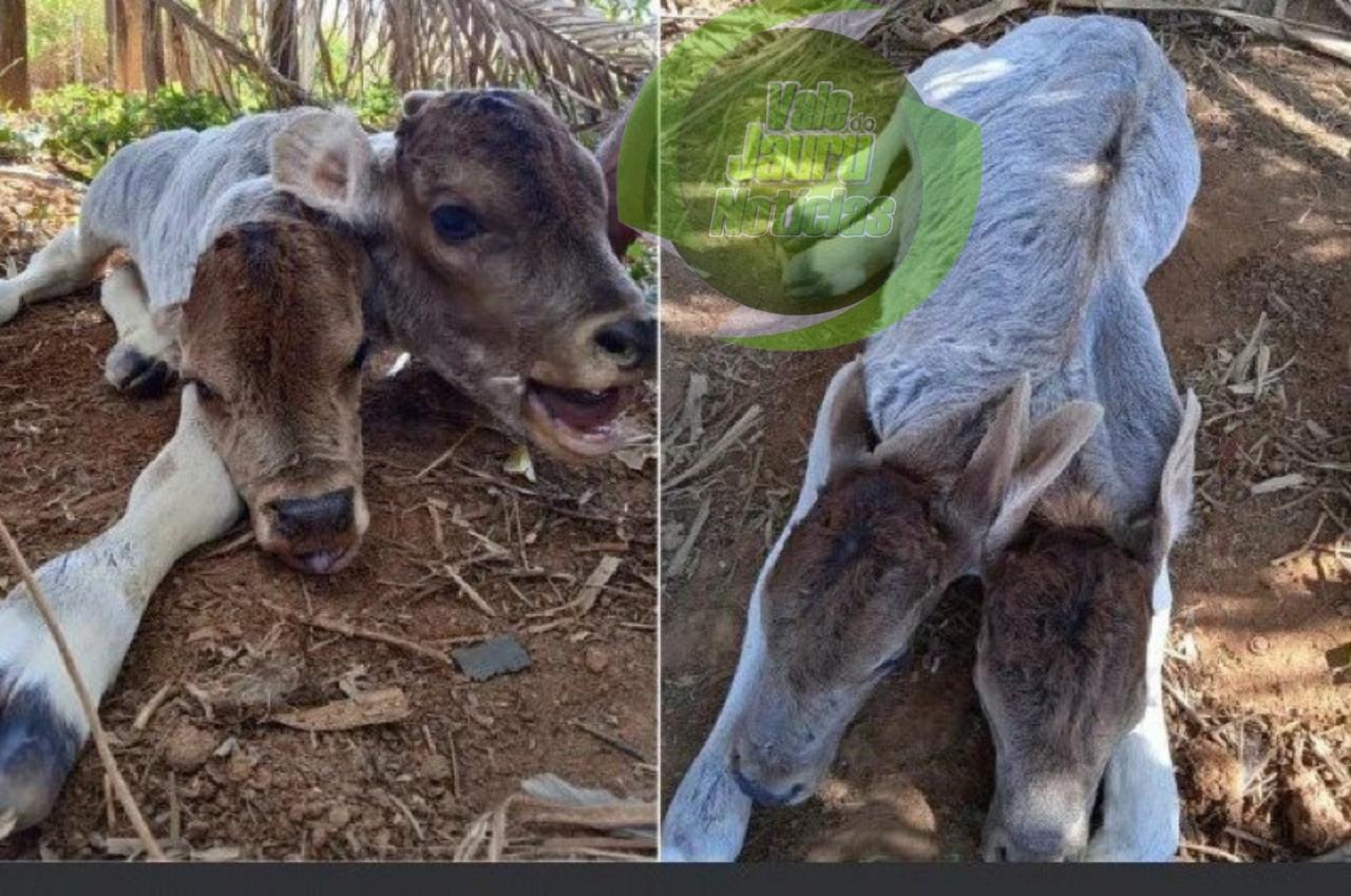 Fato inusitado: Bezerra nasce com duas cabeças em cidade no estado da Bahia