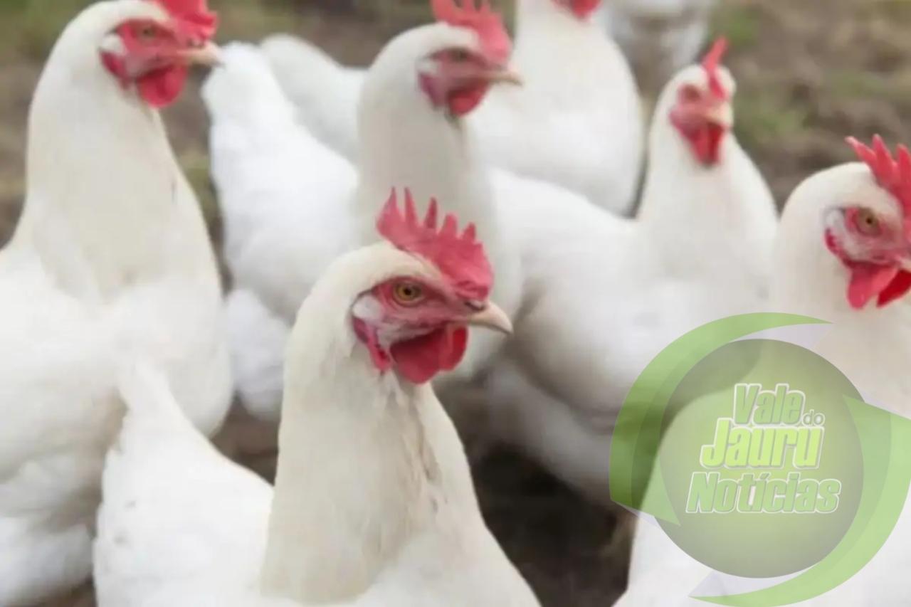 MT declara emergência zoossanitária pelo vírus da 'gripe aviária'