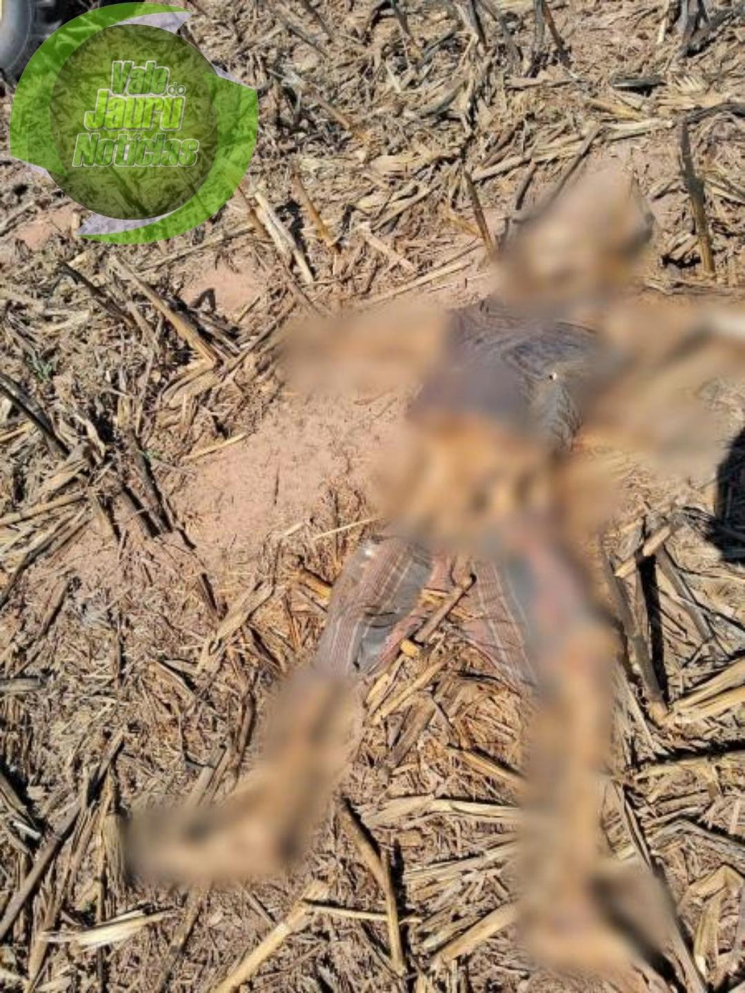 Ossada masculina é encontrada em lavoura por trabalhadores rurais de Sorriso