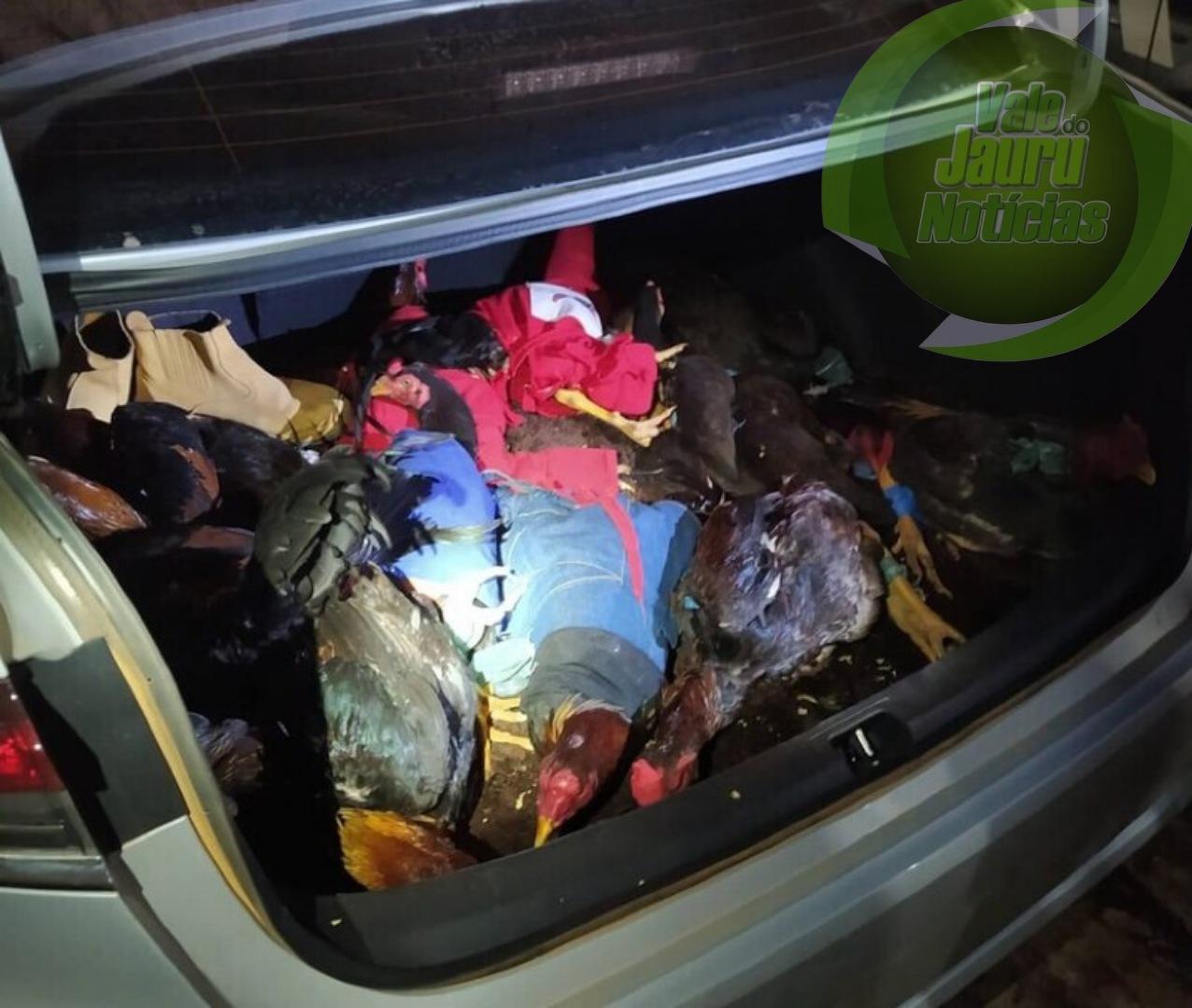 Trio é preso transportando 22 galos de 