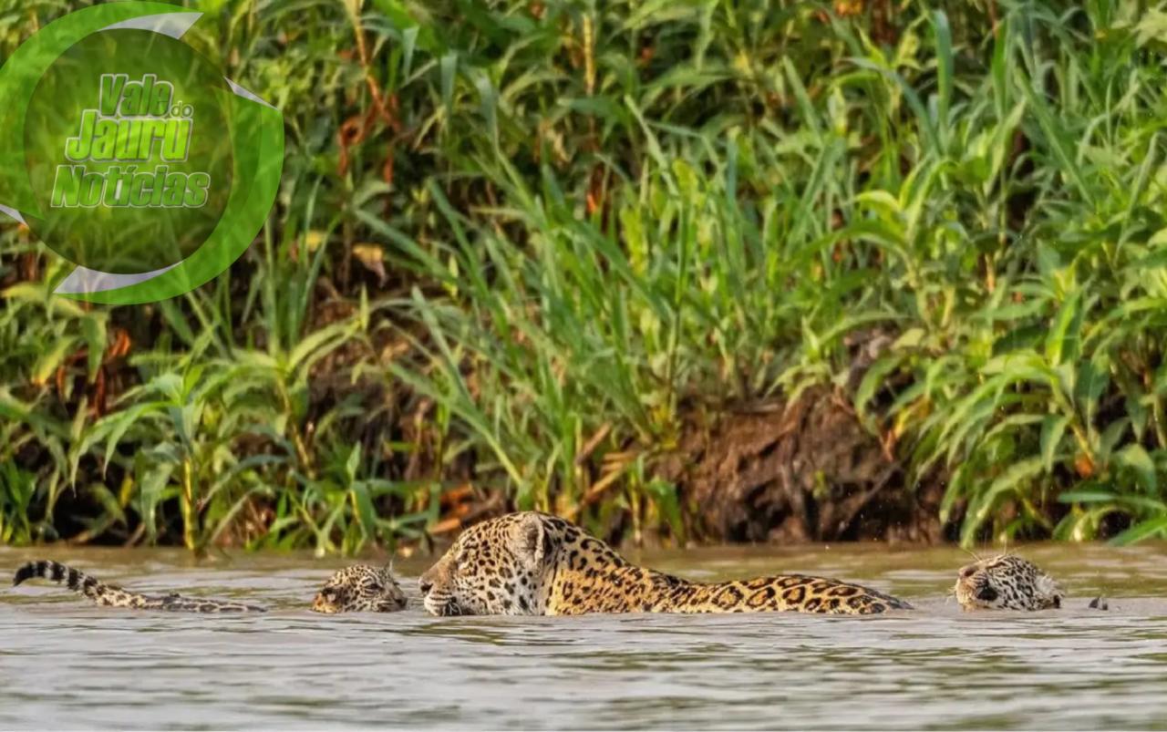 Argentino flagra onça nadando com dois filhotes em rio do Pantanal