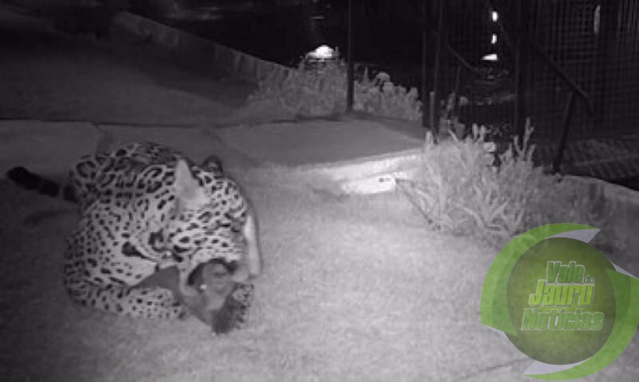 Em momento raros, fotógrafo flagra onça-pintada atacando família de capivaras em Poconé