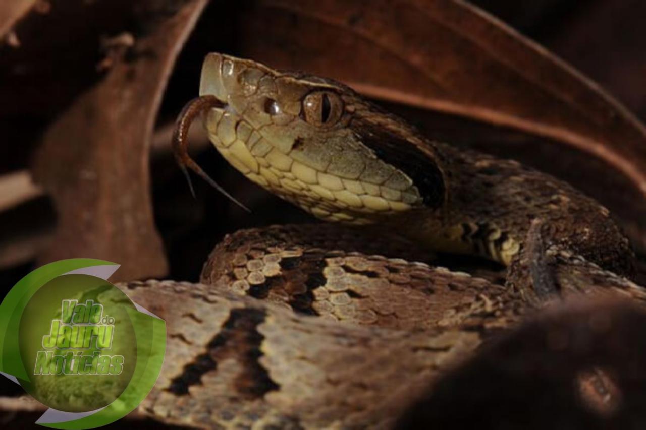 Homem é picado por filhote de jararaca enquanto varria quintal em MT