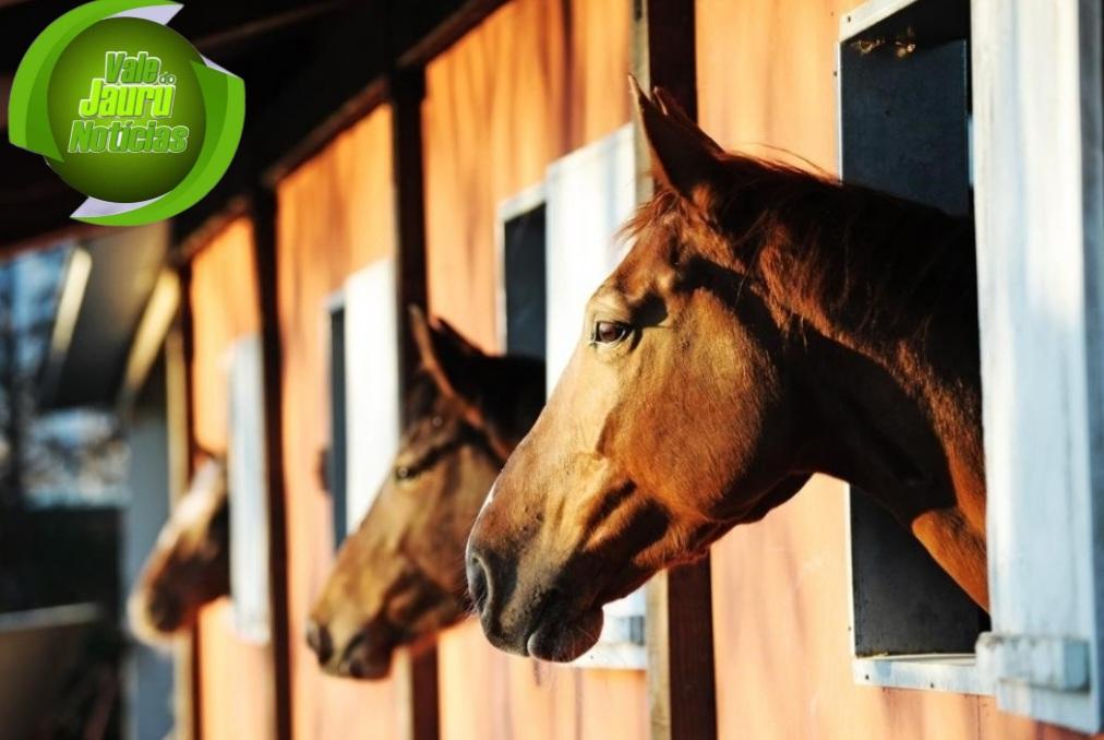 Adolescente de 14 anos morre ao sofrer traumatismo craniano após cair de cavalo.