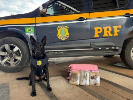 30 kg de drogas são apreendidos em ônibus na BR-364