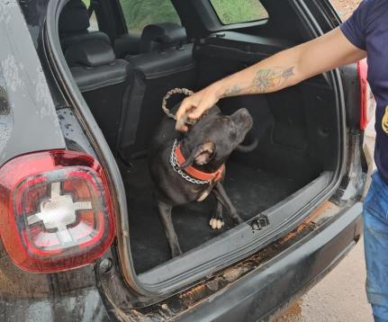 Polícia Civil resgata cachorro vítima de maus-tratos e prende tutor em VG; veja
