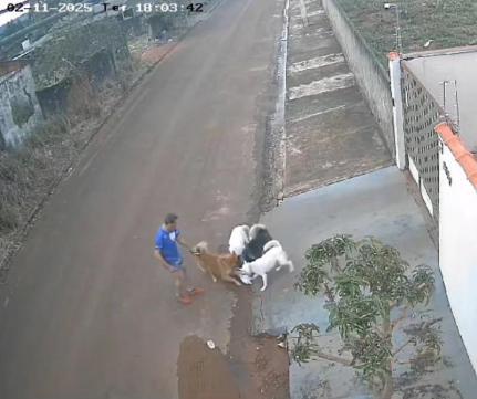 Tutor cita que gato estava morto e alega problemas neurológicos que o impediram de agir