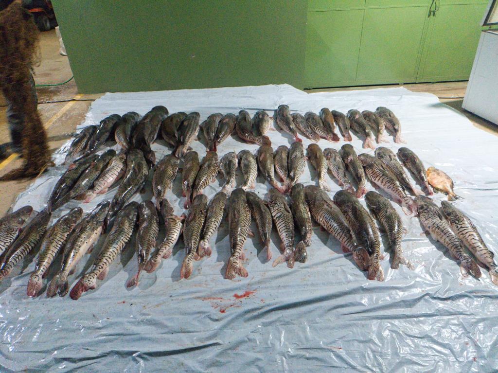 Companhia Ambiental da PM apreende 412 quilos de pescado irregular.