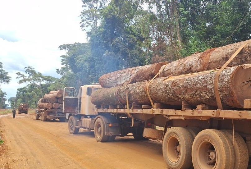 Polícia Militar apreende mais de 100m³ de madeira ilegal.