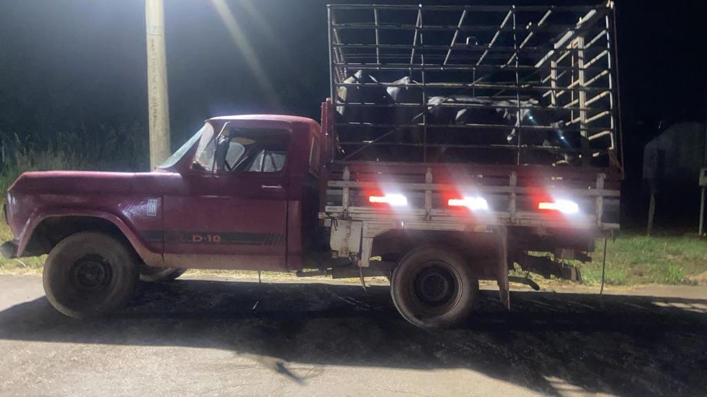 Os animais foram encontrados em um veículo de frete sem documentação.