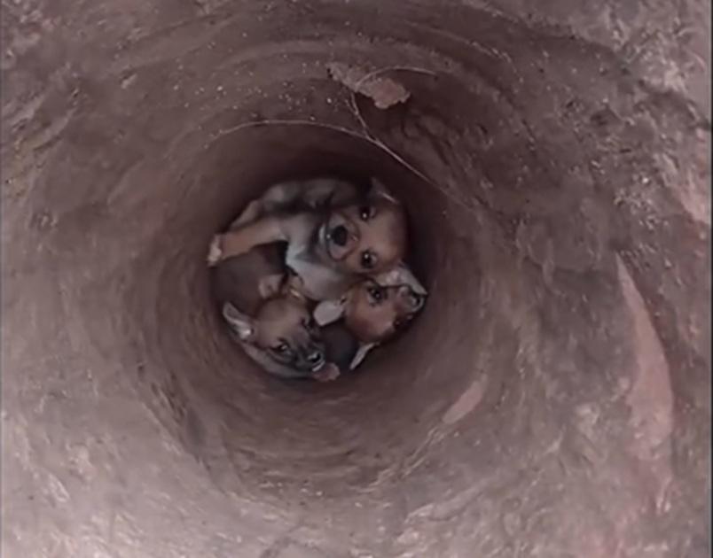 Filhotes foram resgatados com vida em obra na Rua Joaquim Novaes; caso é investigado como maus-tratos.
