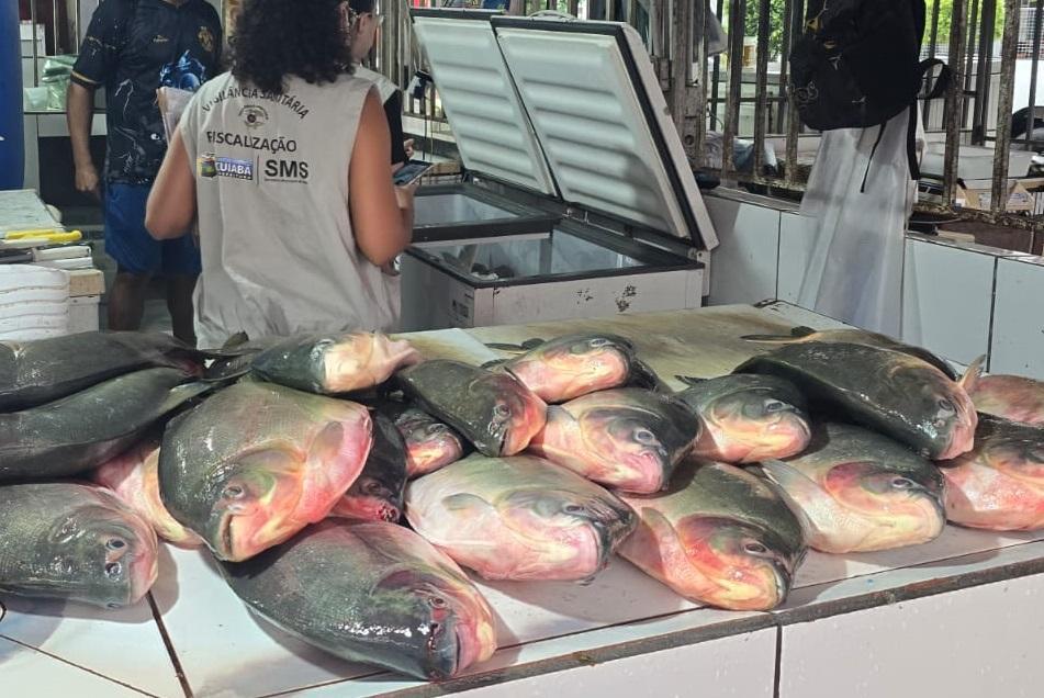 Operação conjunta apreende aproximadamente meia tonelada de pescado irregular.