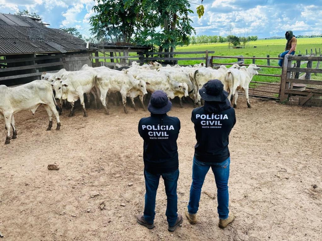 Polícia Civil recupera gado furtado e evita prejuízo de mais R$ 120 mil a pecuarista.