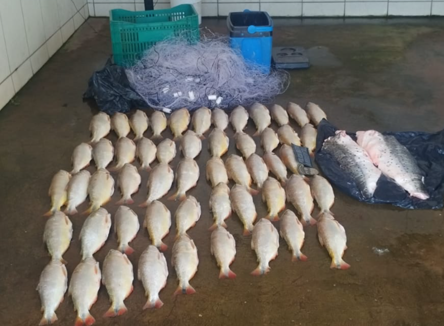 Batalhão Ambiental da PM prende homem transportando 52 unidades de pescado irregular.