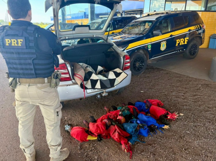 Galos escondidos em porta-malas são resgatados pela PRF em fiscalização.