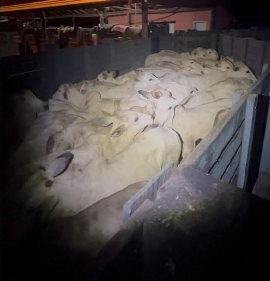 Polícia Militar frustra furto de gado em zona rural e prende suspeitos em flagrante.