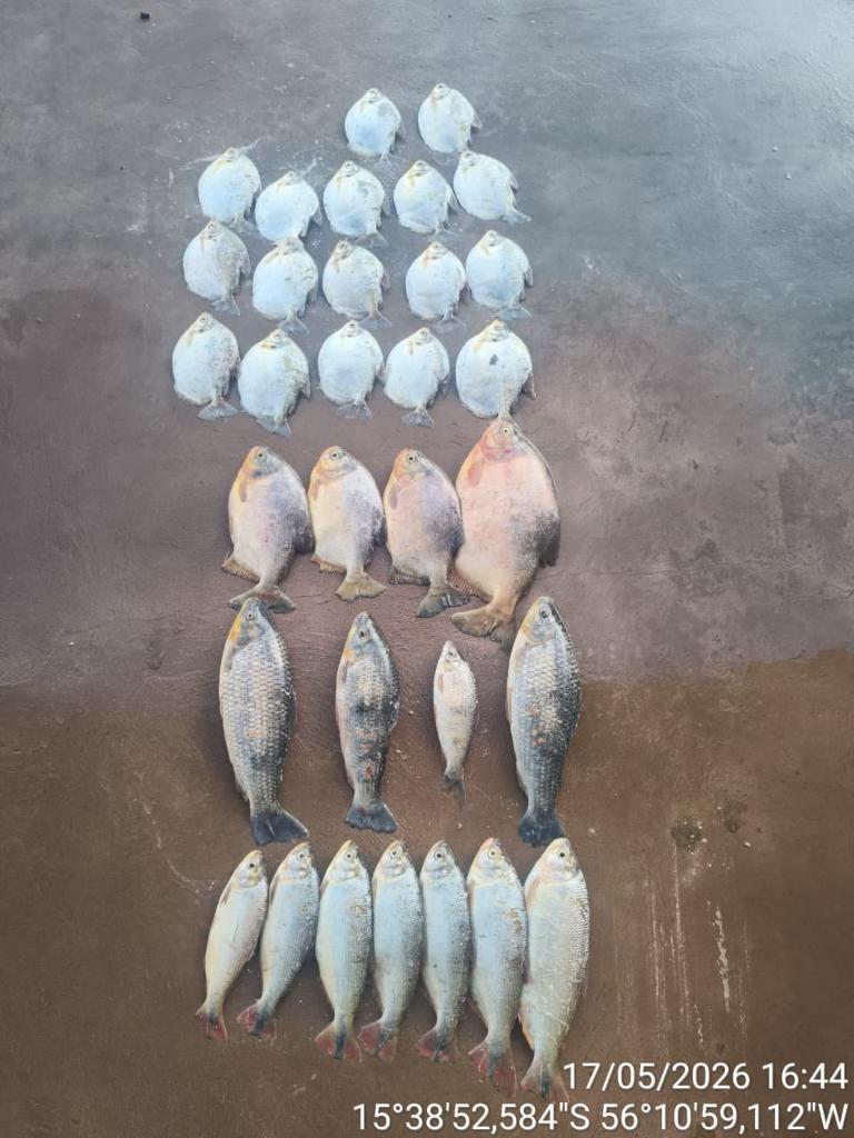 Batalhão Ambiental da PM prende homem com 13 quilos de pescado ilegal.