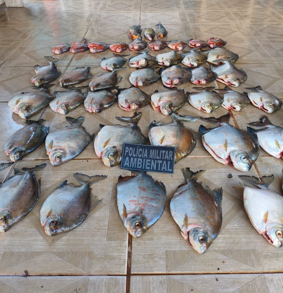 Batalhão Ambiental da PM prende homem por armazenar pescado ilegal.