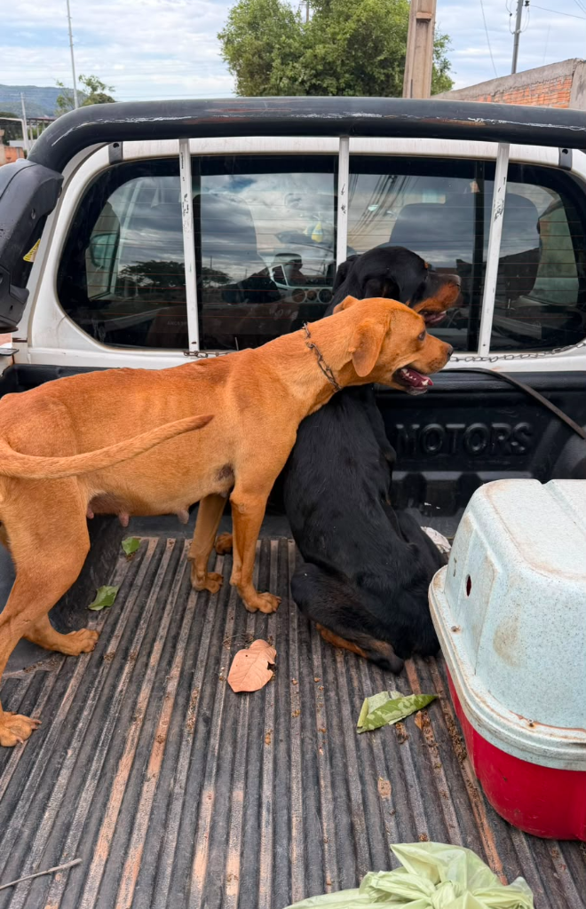 Ação conjunta resgata animais e prende dois homens suspeitos por maus-tratos.