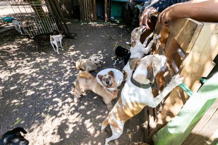 MP pede bloqueio de R$ 15 milhões da prefeitura para socorro à causa animal.