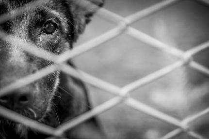 Projeto aumenta pena por maus-tratos contra cães e gatos.
