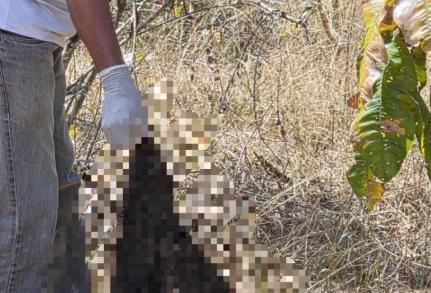 Acusado de matar e esquartejar mulher que o denunciou é preso.