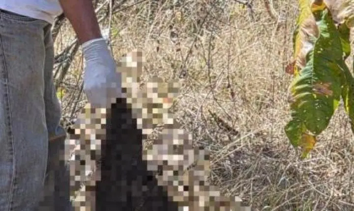 Acusado de matar e esquartejar mulher que o denunciou é preso.