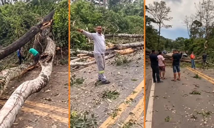 Chuva e vendaval derrubam árvores e bloqueiam BR-174 entre Comodoro e Nova Lacerda.